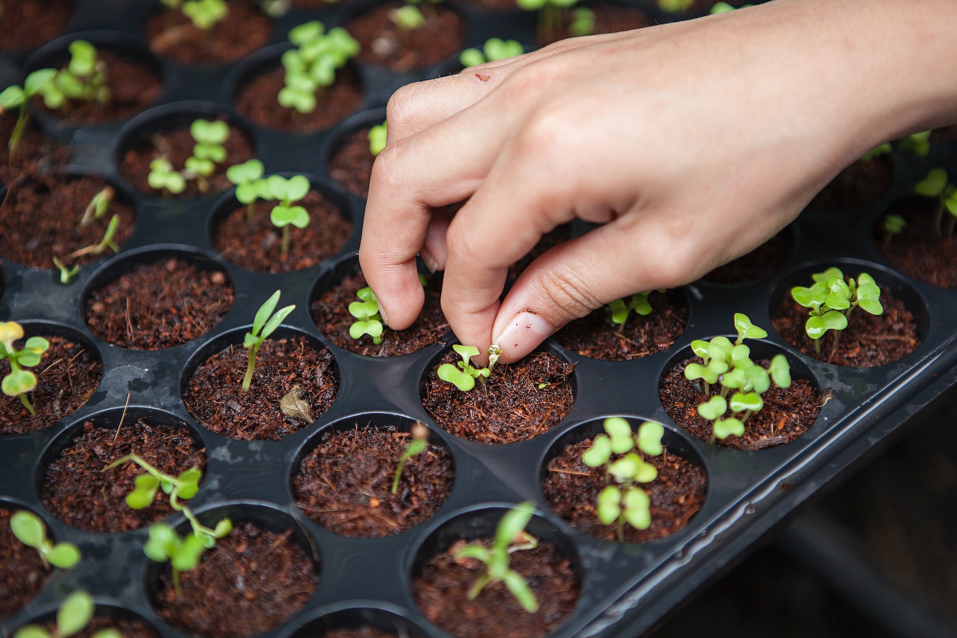 From Seed to Seedlings: Epigenetic Mechanisms of Priming to Design Strategies for Crop Improvement