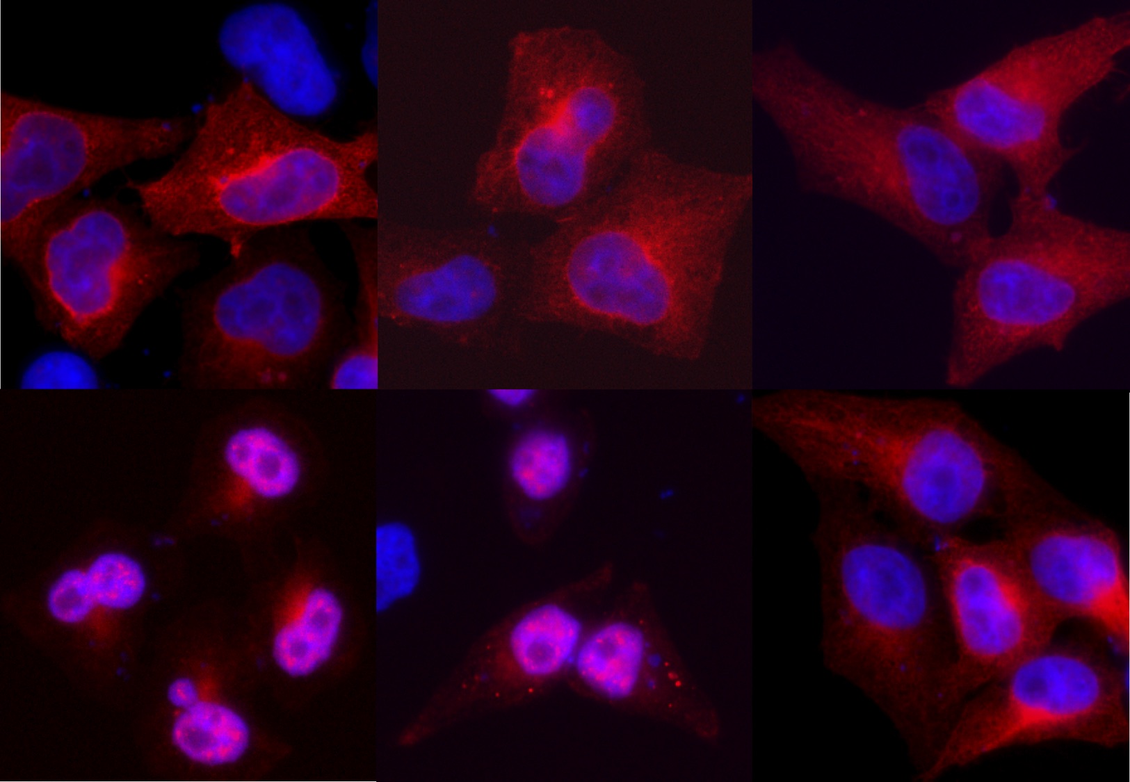 The ins and outs of nuclear β-arrestin2 on Mdm2-p53 signalling