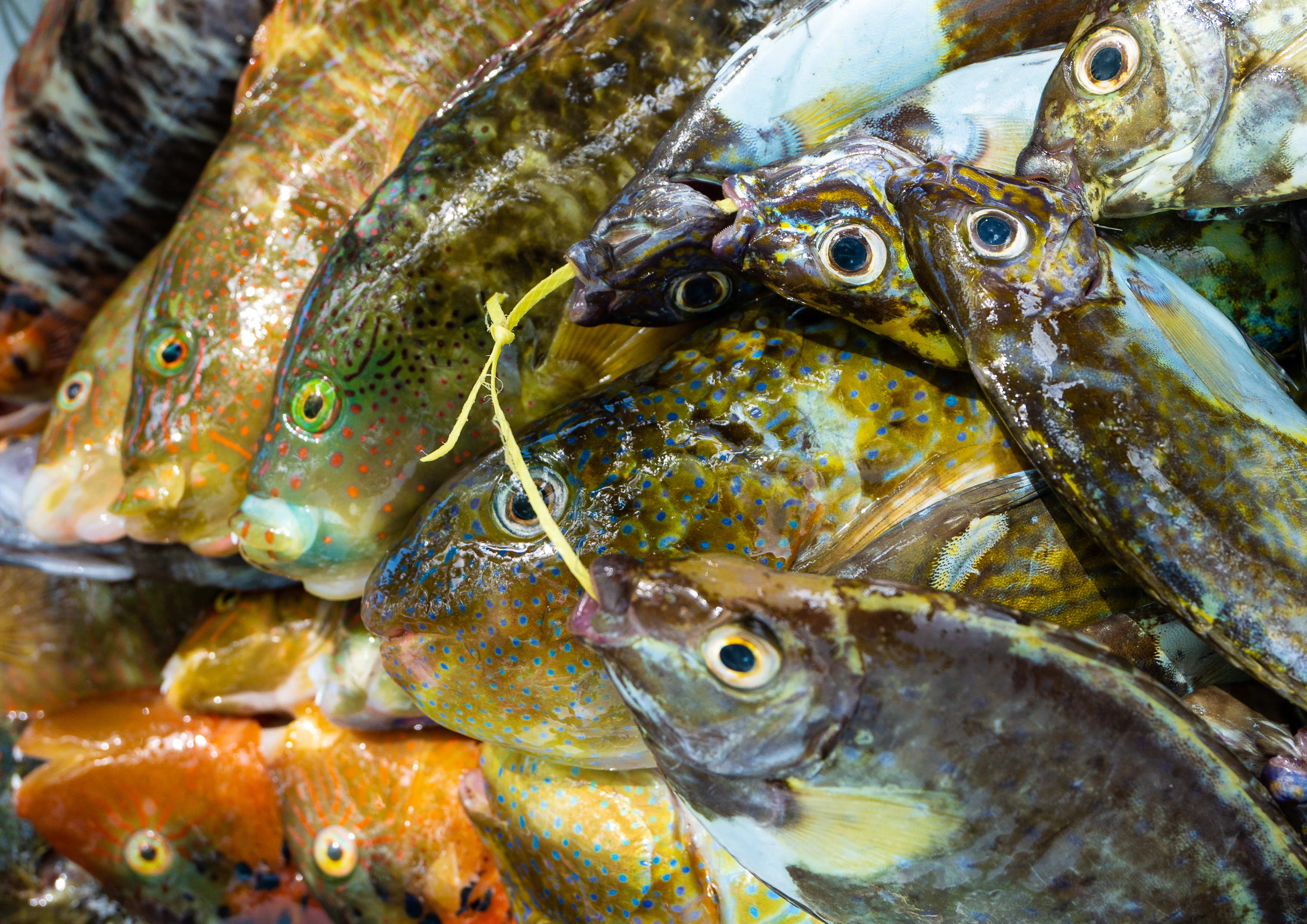 What happens to fisheries when coral reefs bleach?