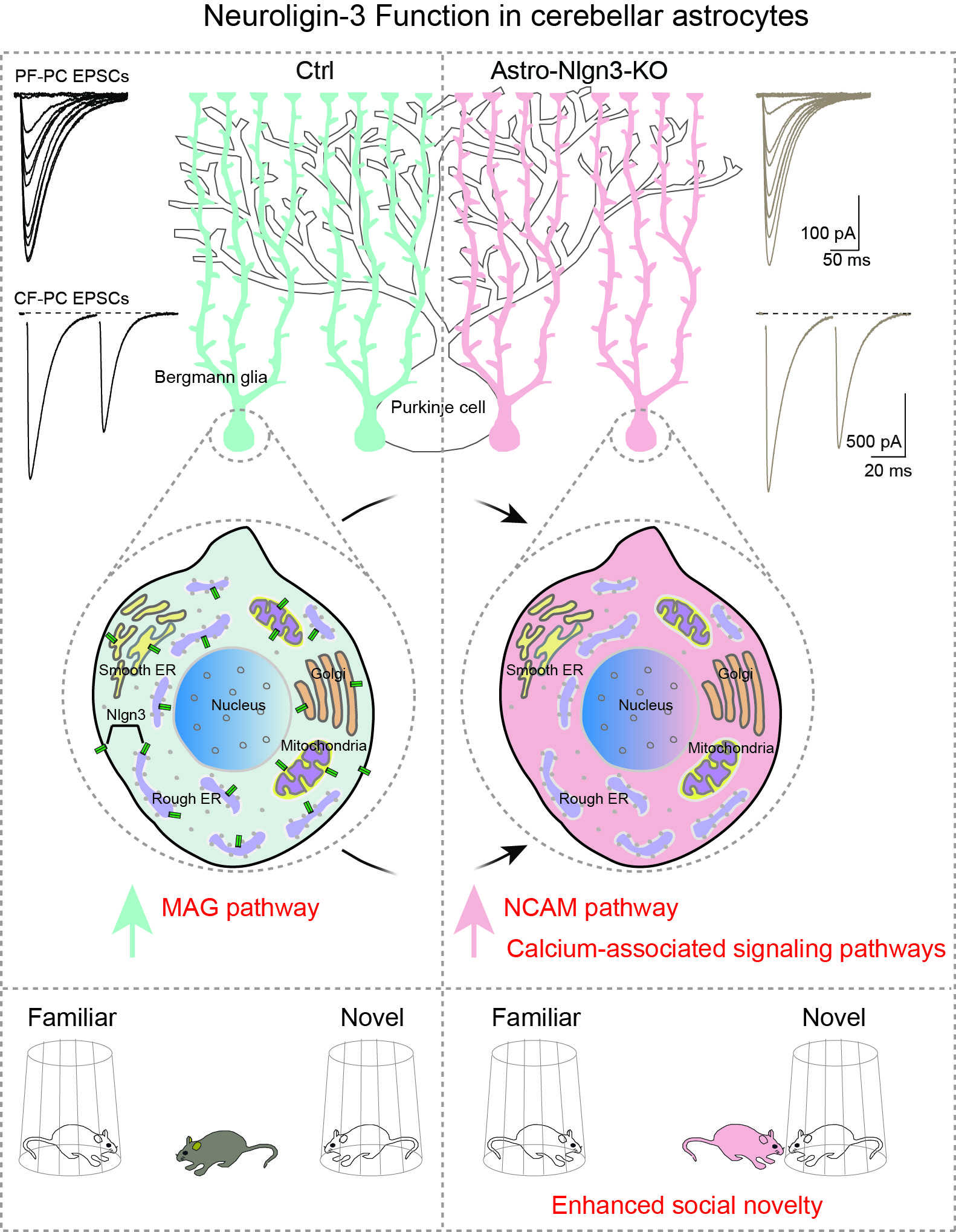 Location matters! My journey of exploring the mystery function of astrocytic Neuroligin-3
