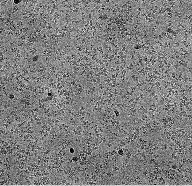 Cryo-EM structural studies of avian retrovirus intasomes  