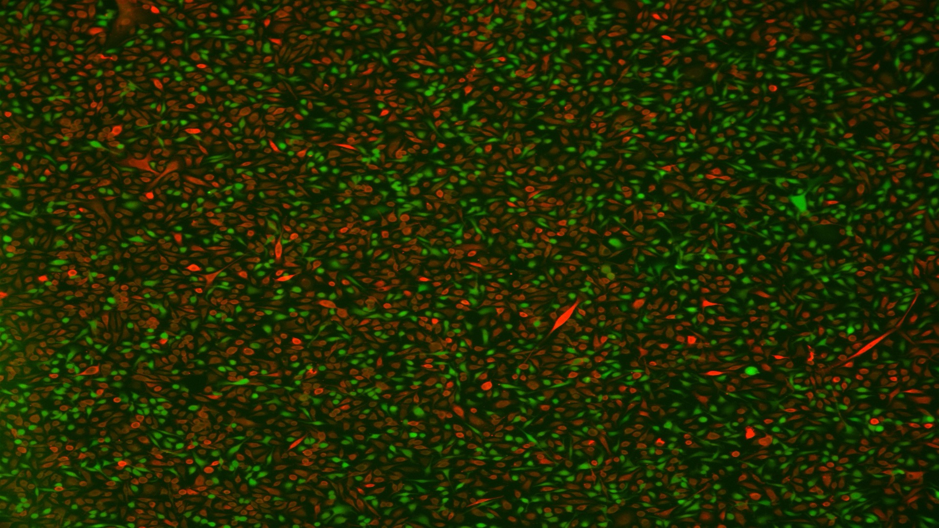Exploring and Targeting New Mechanisms of EGFR Inhibitor Resistance in Lung Cancer
