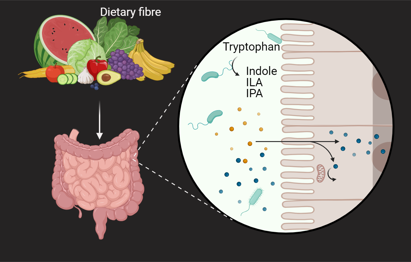 The Fibre Fix: The Role of Dietary Fibre in Directing Production of Tryptophan Metabolites by Gut Microbes!
