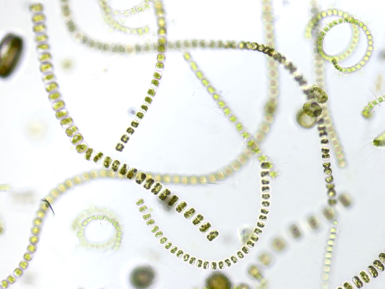 Varied Responses to Temperature Amongst the Oceans' Smallest Plants