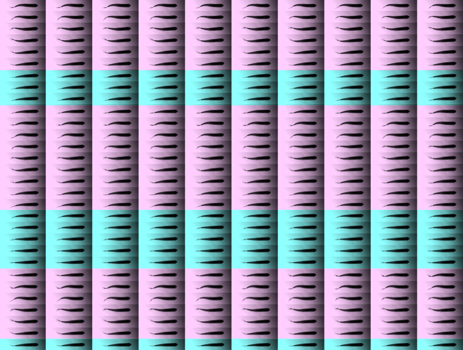 On the intermittent tail-beat kinematics in steady-swimming fish
