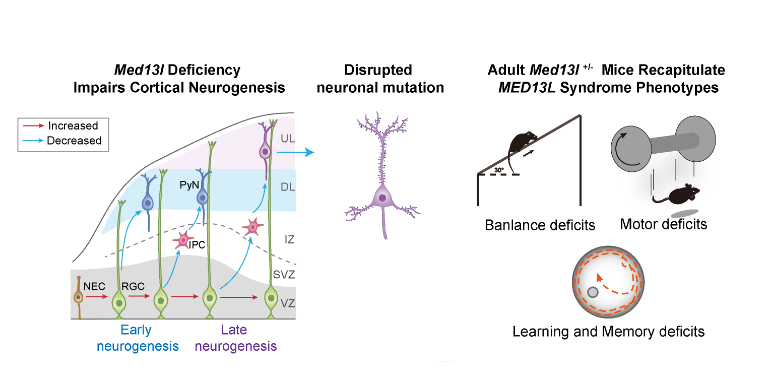 The Story Behind Our Work on MED13L Syndrome