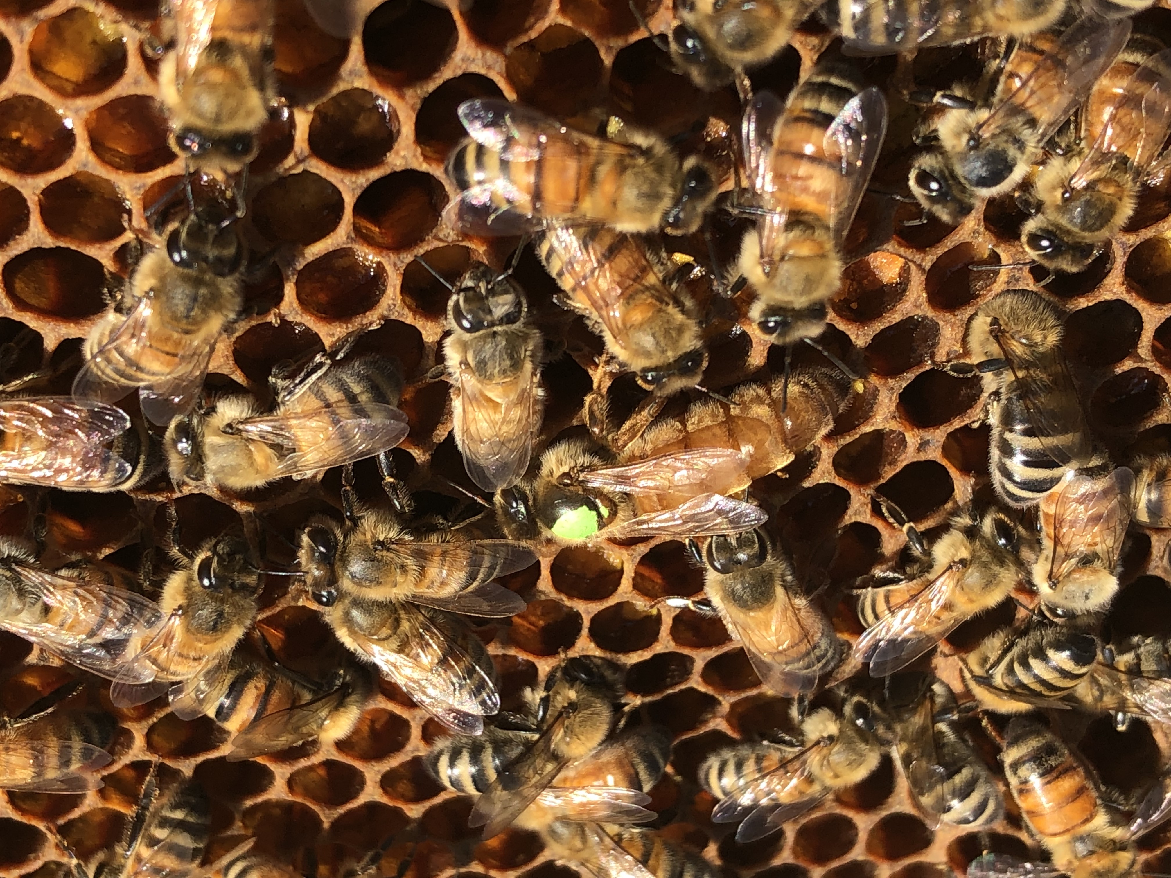 What's all the Buzz about?