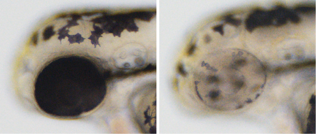 CRISPR meets Cre: conditional gene inactivation just got easy