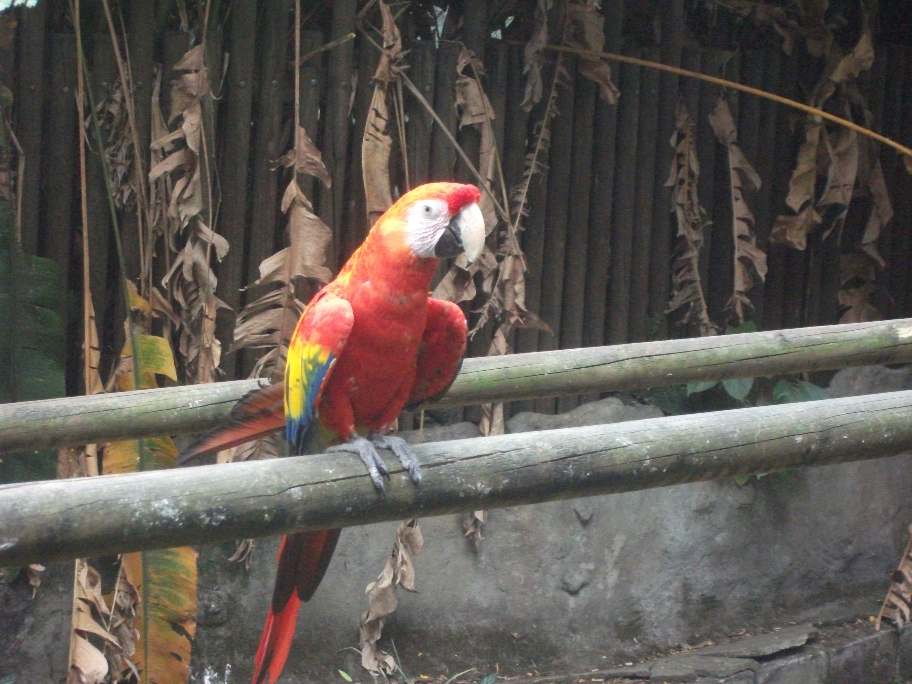Medellín, Colombia- Week 2 : (13th July-19th July)