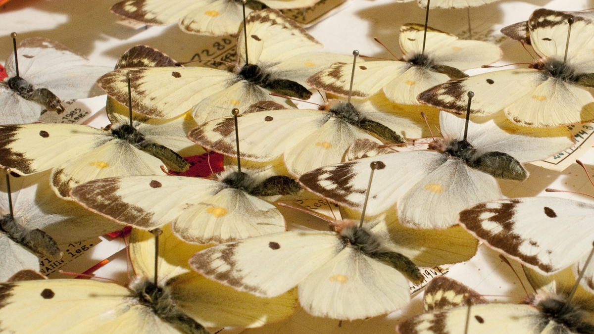 Just how important are extreme weather events in determining insect flight phenology?