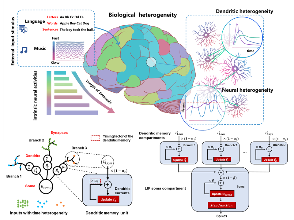 Temporal Dendritic Heterogeneity Incorporated with Spiking Neural Networks for Learning Multi-timescale Dynamics