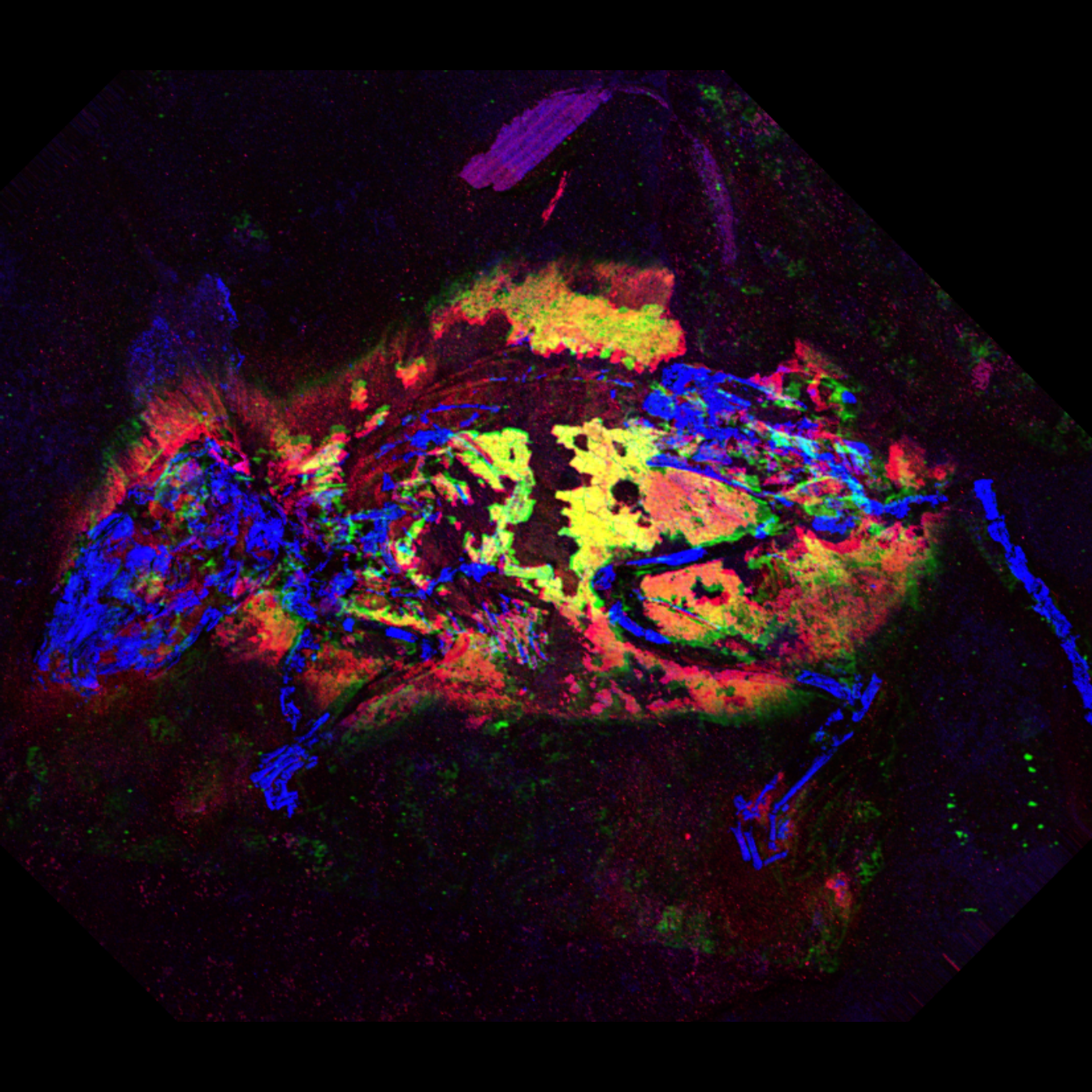 Pheomelanin pigment remnants mapped in fossils of an extinct mammal