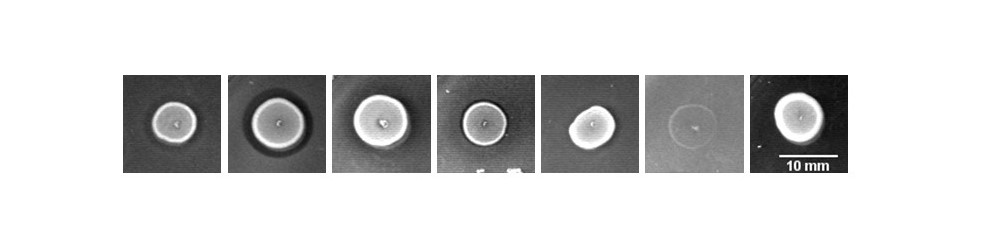 Exploring bacterial interactions - or how to become a bacteria whisperer