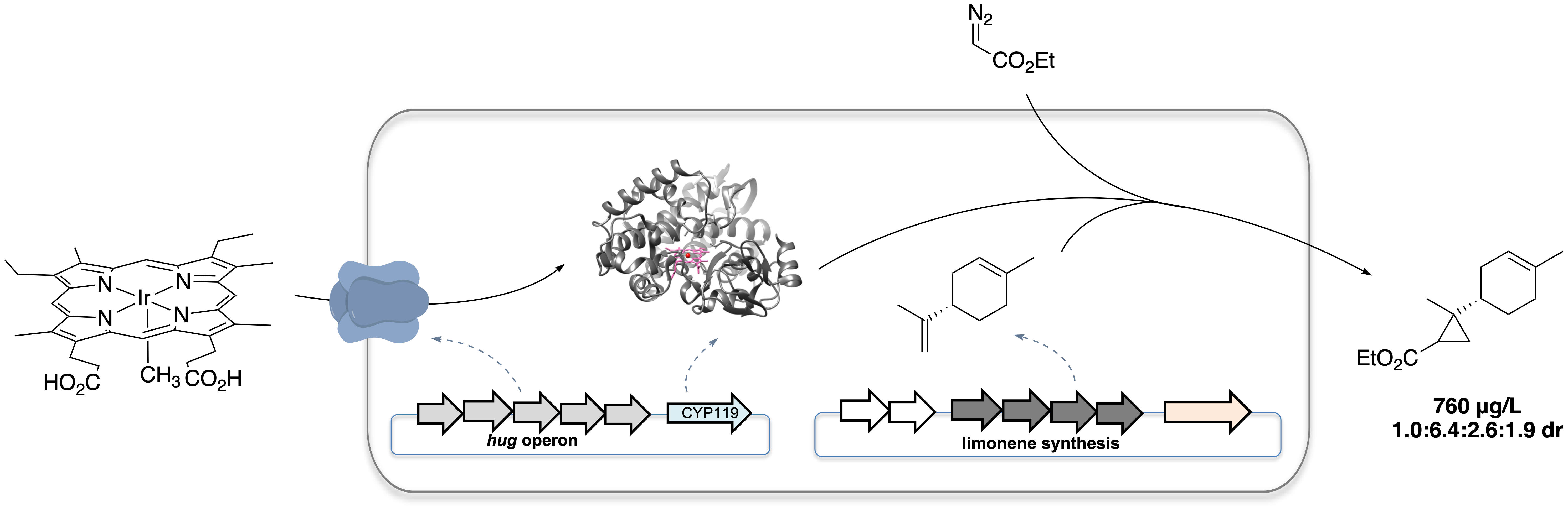 An Alliance between Natural Biosynthesis and Artificial Metalloenzyme
