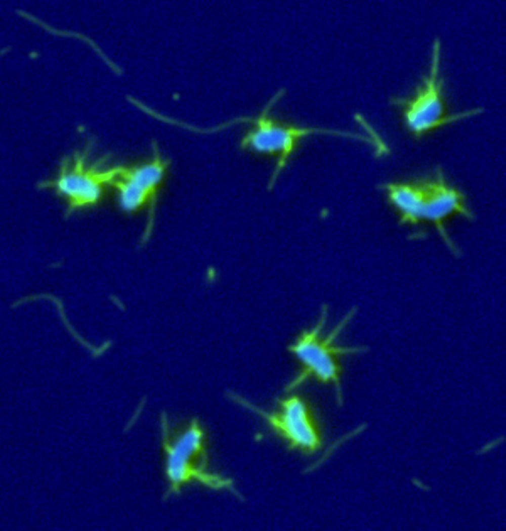 Pili - Bacterial Fishing Rods for DNA Angling