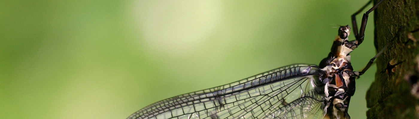 Editors’ collection celebrating 1 year of Communications Biology