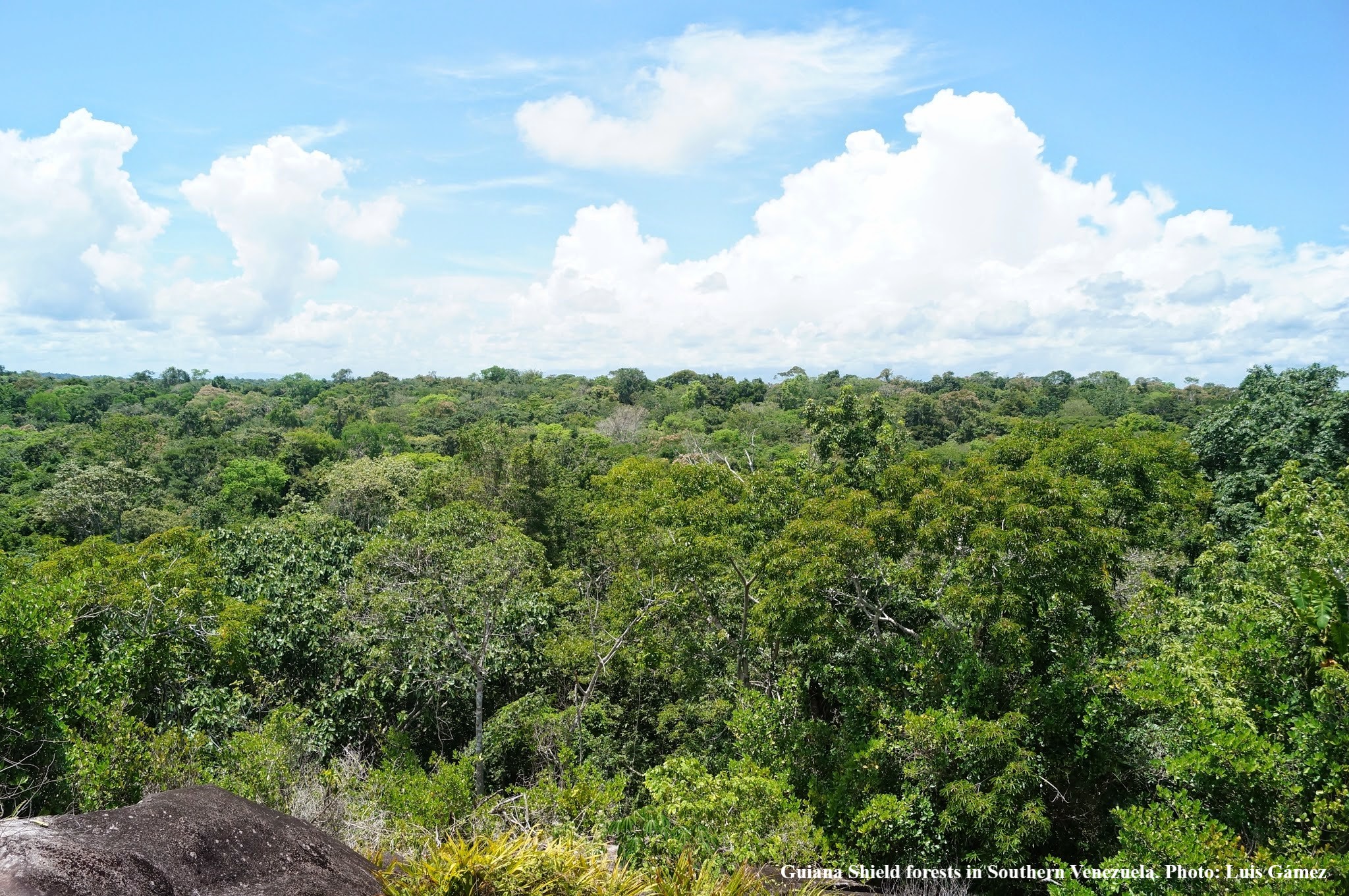Collapse of Venezuelan science threatens the world's most sustained monitoring of tropical forests