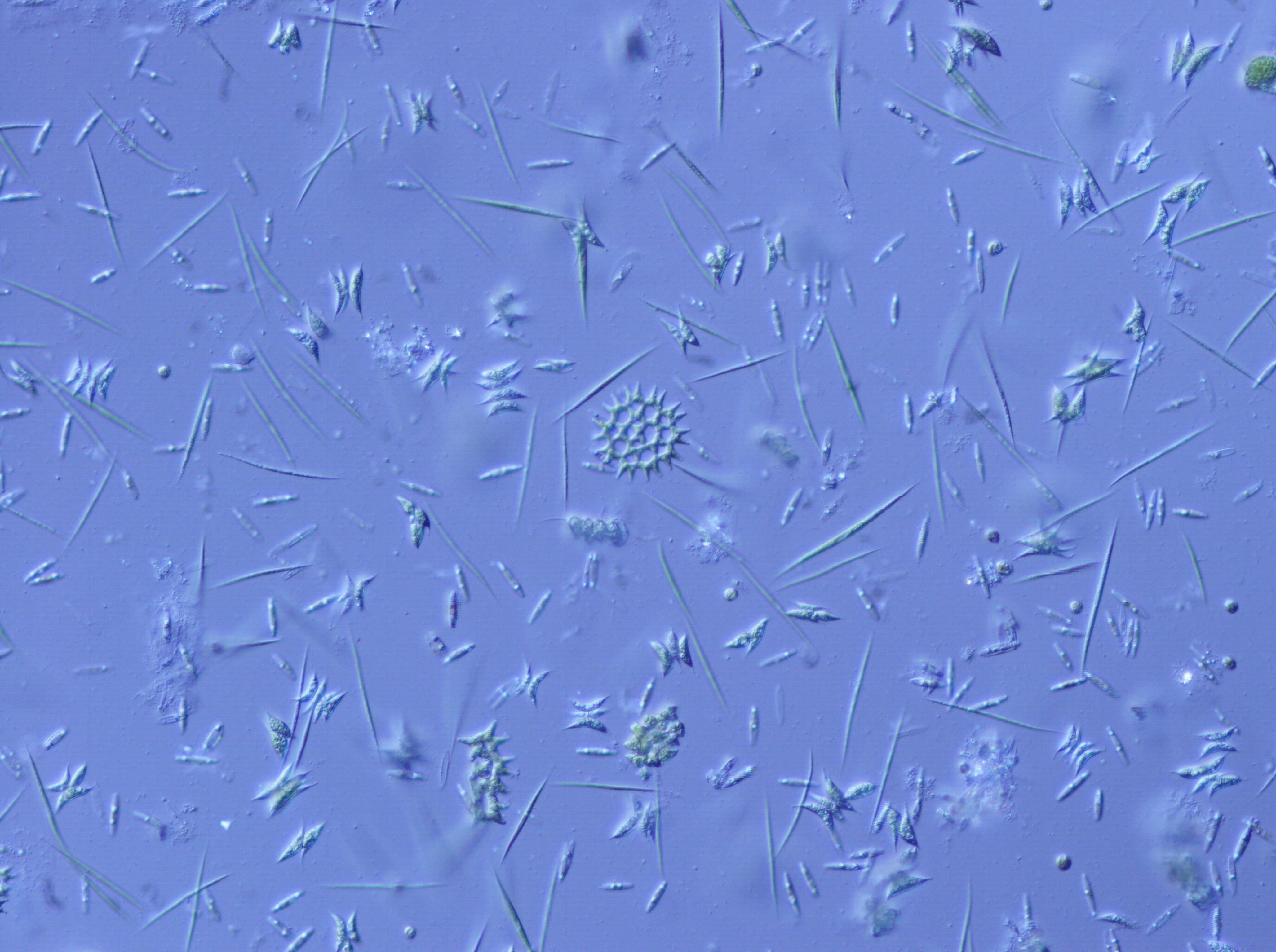 Strangers in a strange land: observing the consequences of evolution in biological invasions