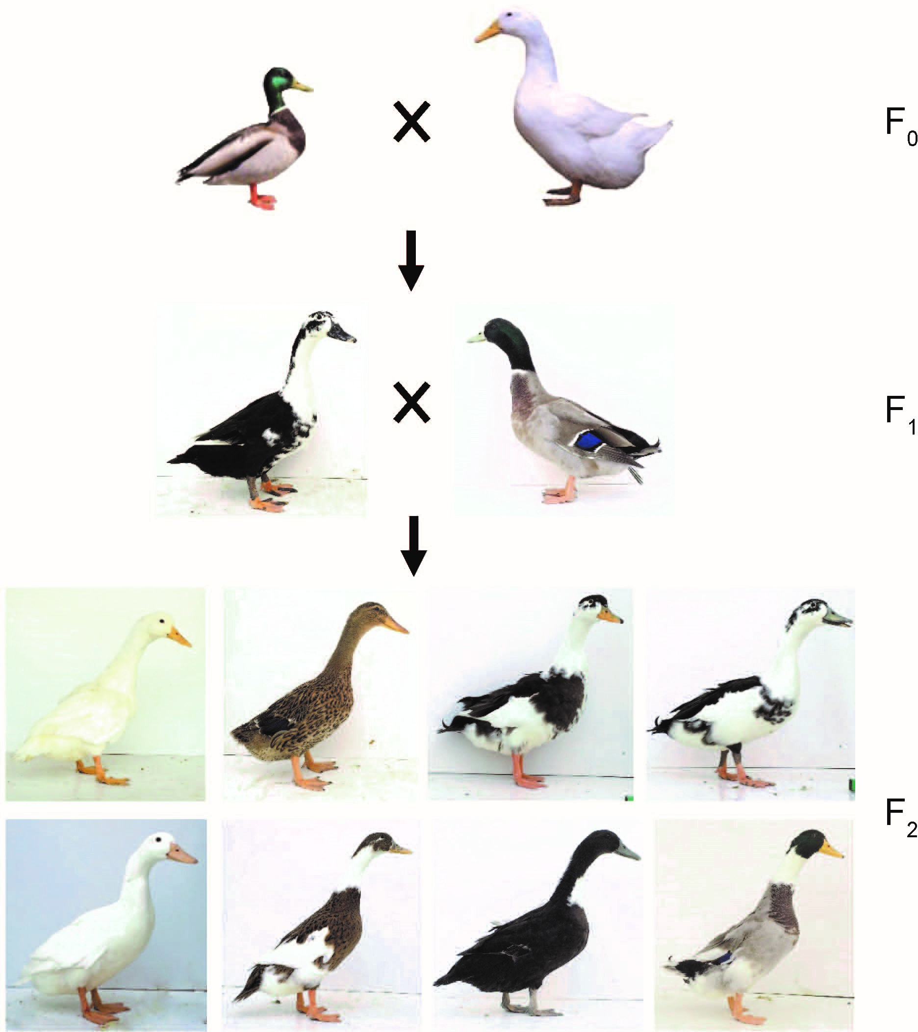 The evolutionary road from wild to domestic, from plant to animal