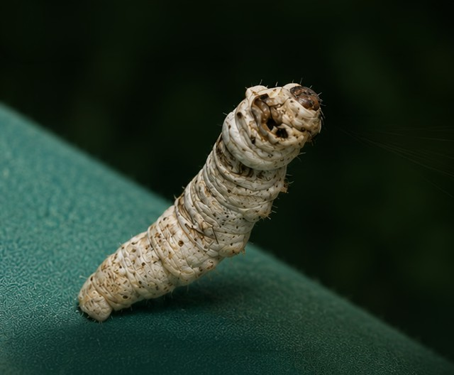 Why We Still Can't Spin Silk Like a Silkworm or Spider