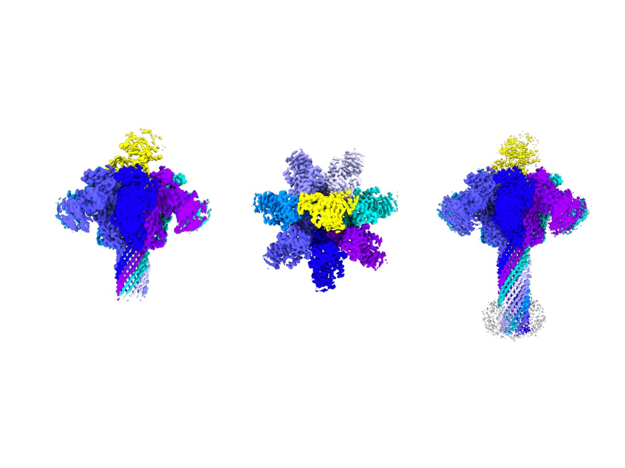 Posing just before protein translocation in bacterial binary toxin