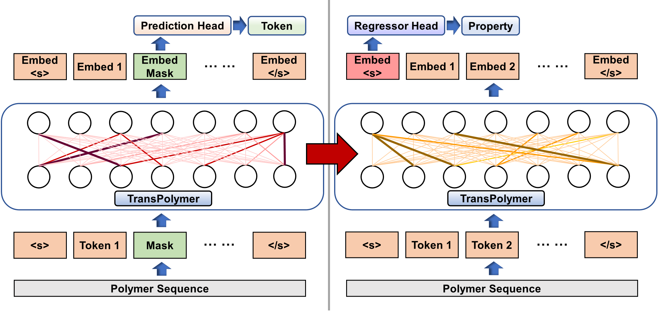 TransPolymer: a Transformer-based language model for polymer property predictions