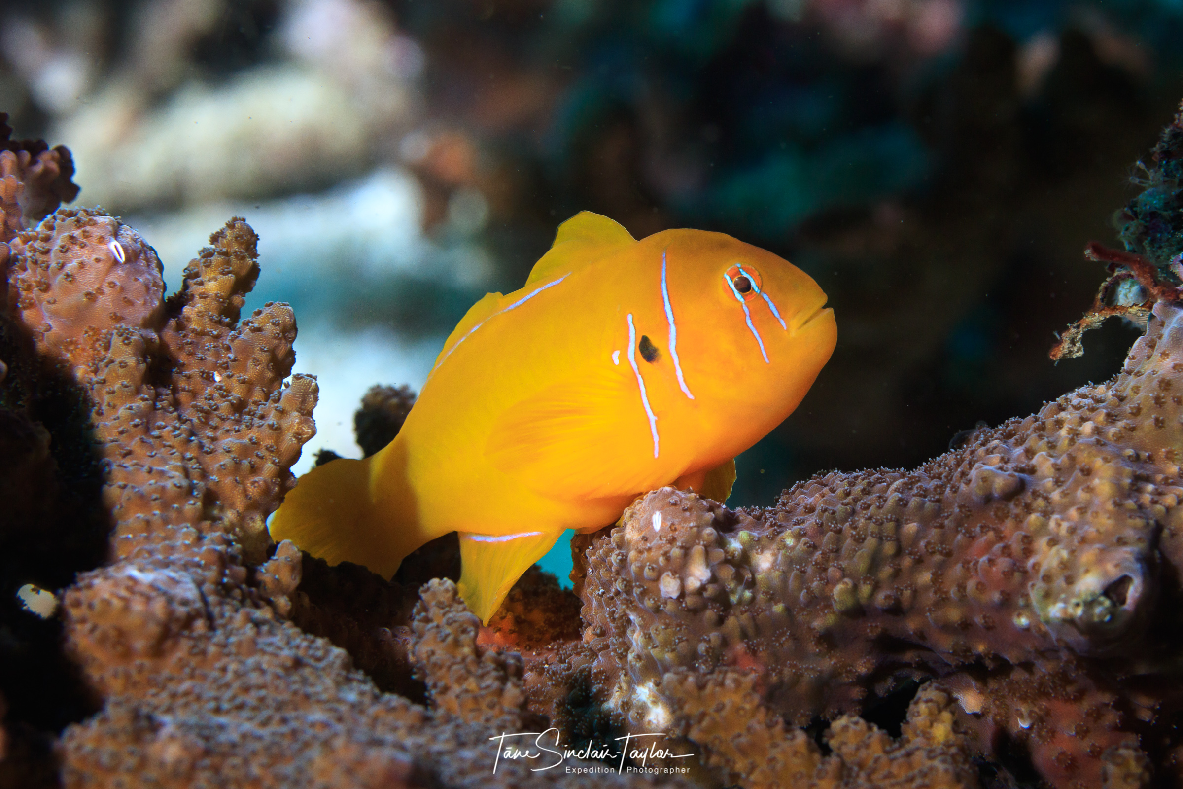 Tiny fish in thermal trouble