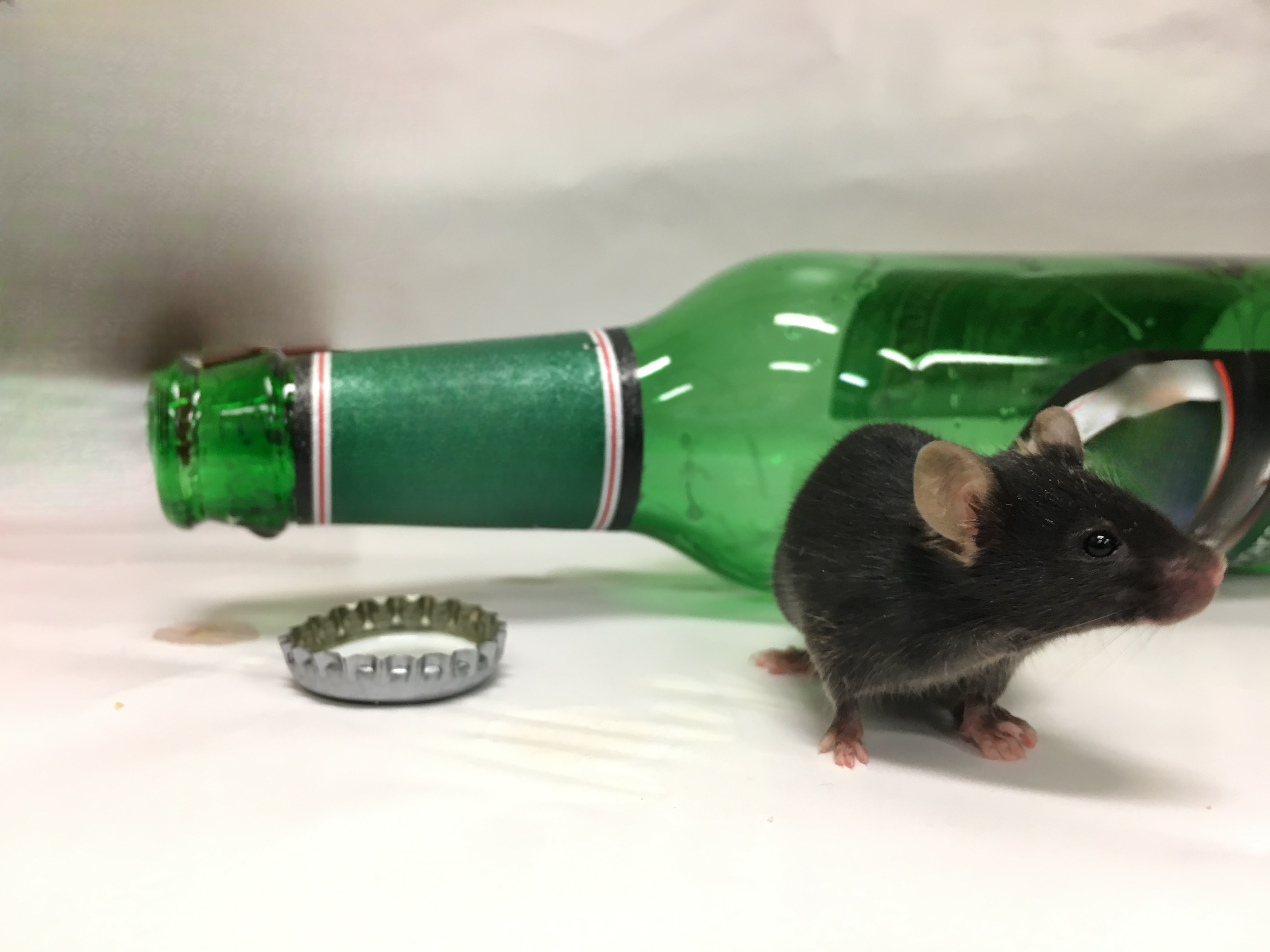 Risk avoidance behaviors and relief by alcohol are driven by imbalance of brain dopamine receptors in mice