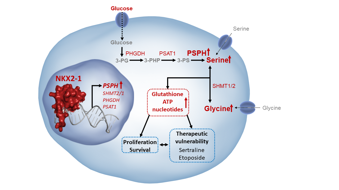 Transcription factor NKX2-1 drives serine and glycine synthesis addiction in cancer