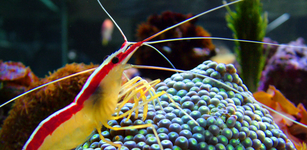 Unravelling the secrets to evolutionary success in shrimp