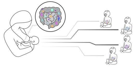 CRISPR-Cas-based identification of a sialylated Human Milk Oligosaccharides utilization cluster in the infant gut commensal Bacteroides dorei