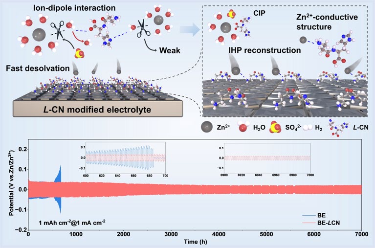 Decoupling Ion–Dipole Interactions via Competitive Coordination for Durable Dendrite-Free Zinc Metal Batteries