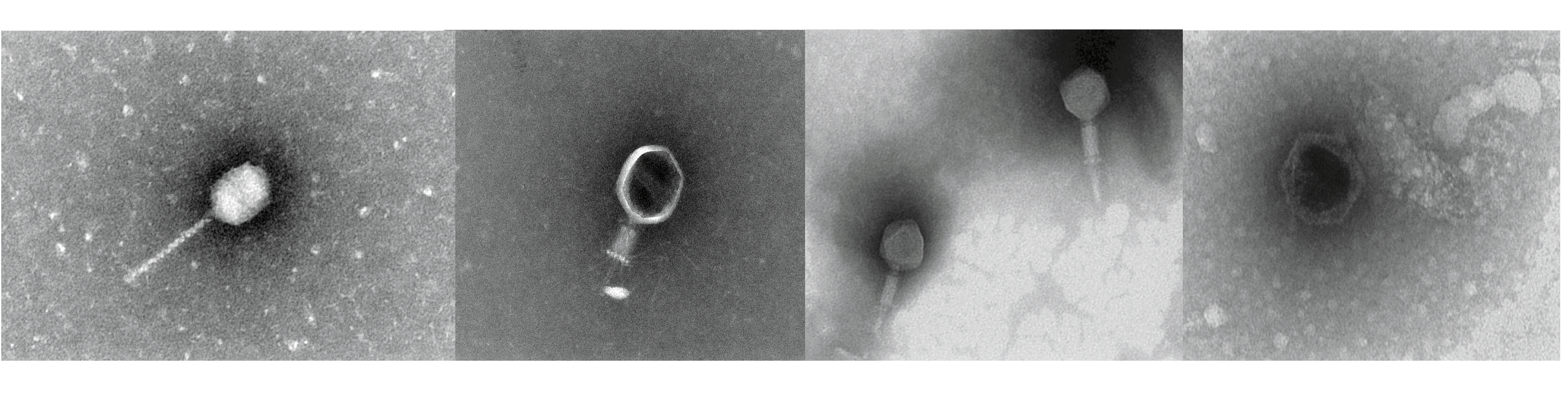 Friends or foes? Virus-encoded auxiliary metabolism and pesticide degradation genes might promote bacterial survival in pesticide-contaminated soils