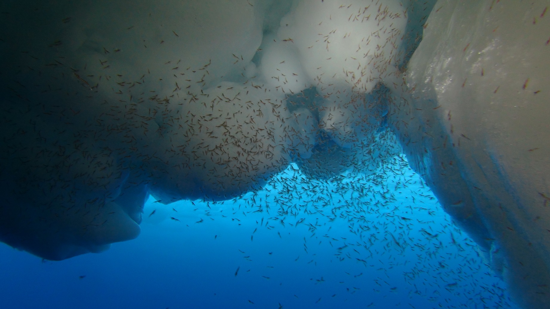 Hide, survive and hitch a ride, a new view on the importance of sea ice for the overwintering of larval Antarctic krill 
