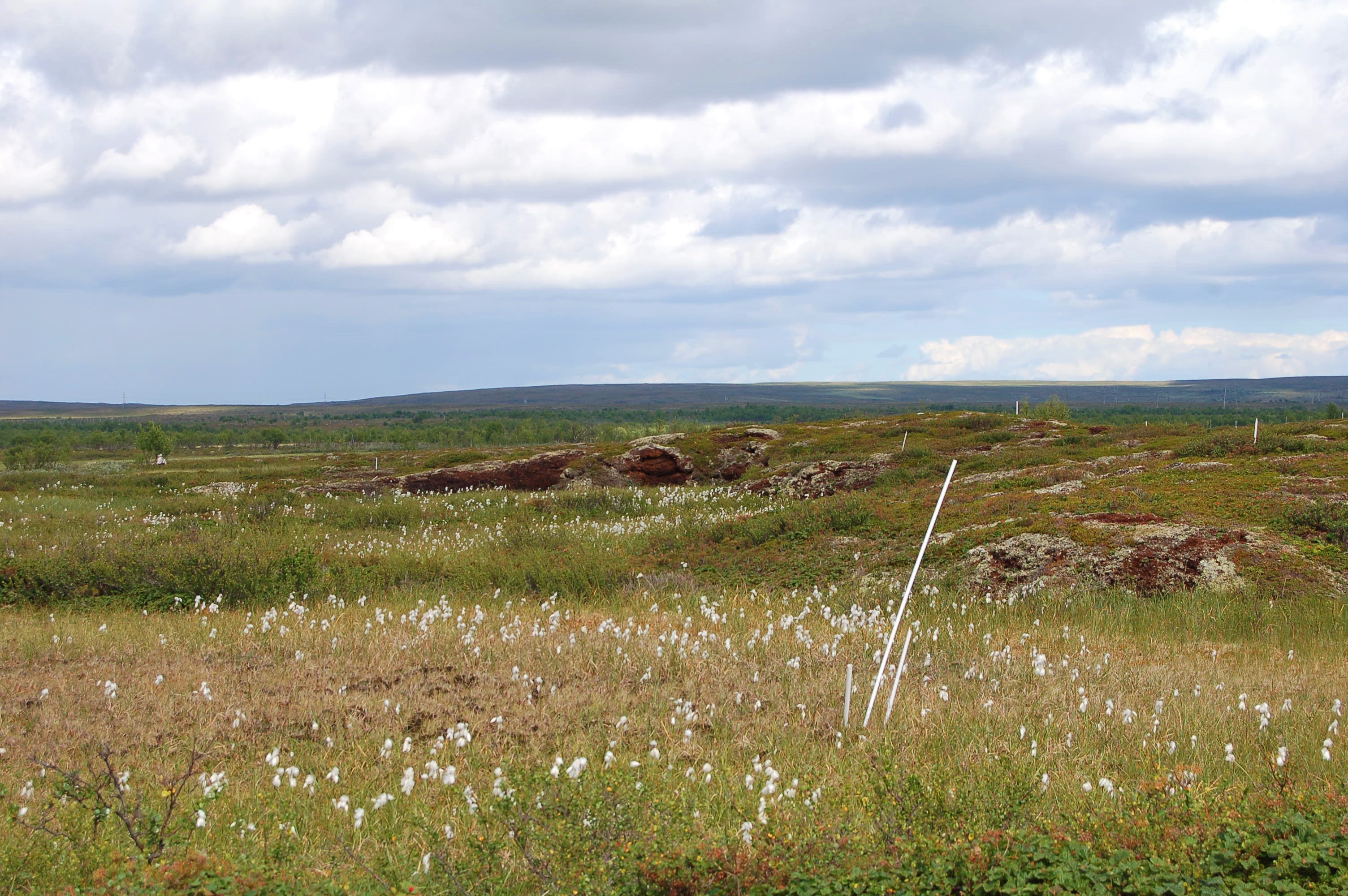 Peatlands are experiencing diverse hydrological responses to climate change