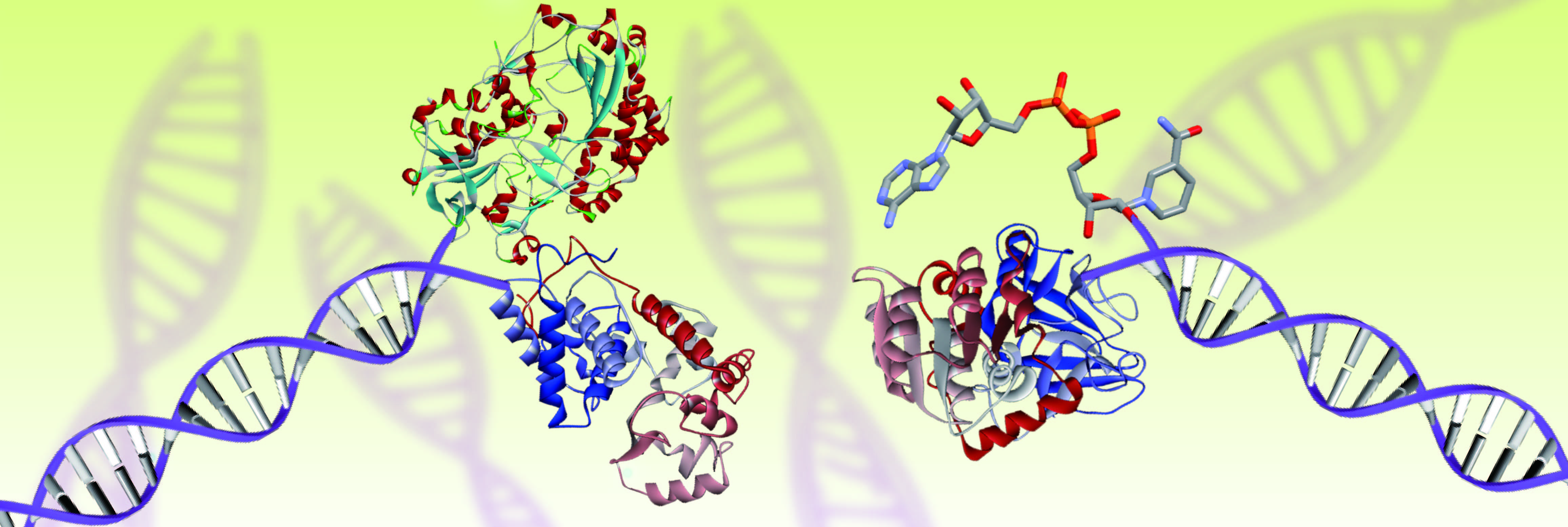 Biocatalytic cascades are driven by enzyme-modified dynamic nucleic acid networks