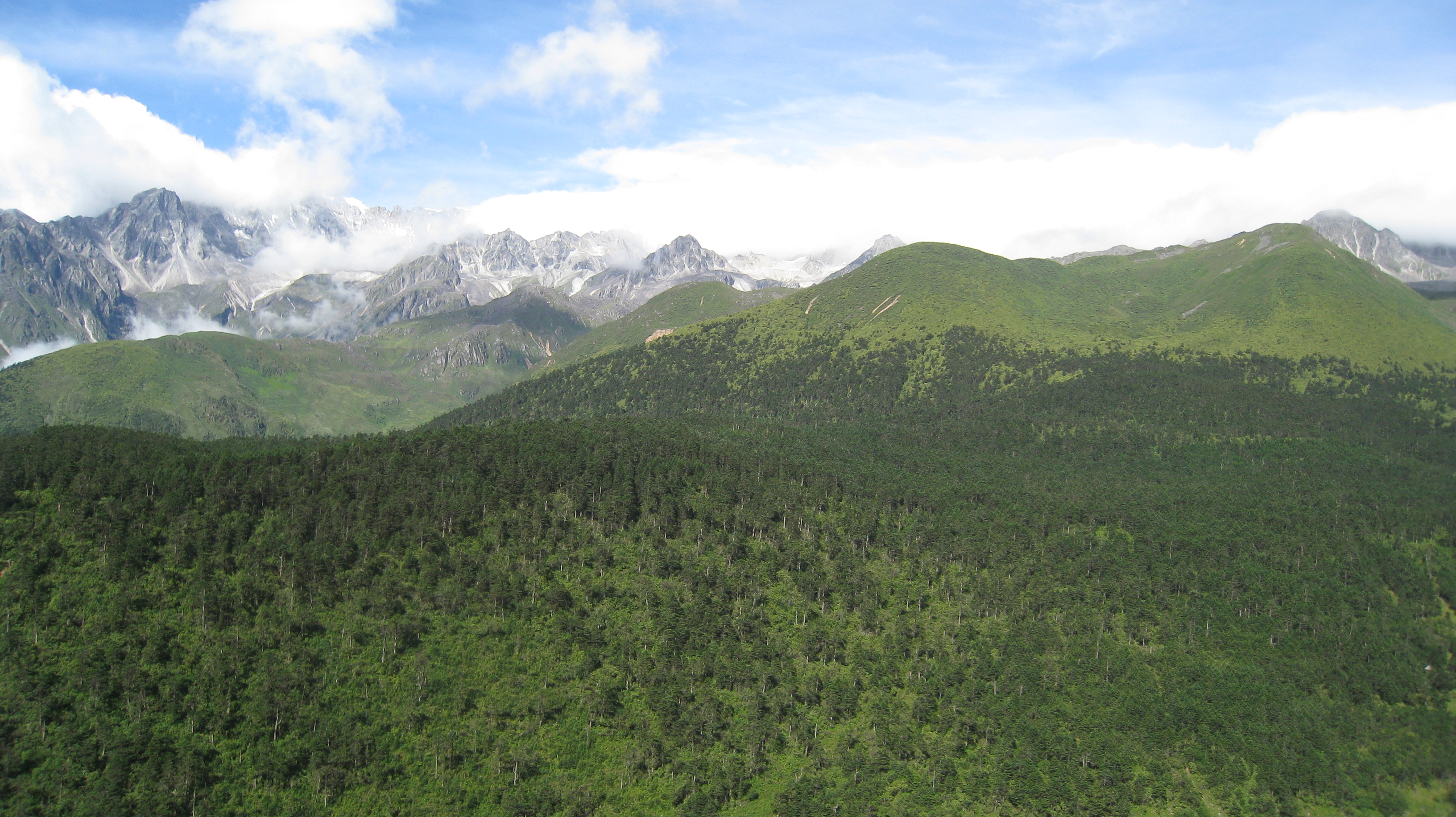 Behind the Paper: Unveiling the Mechanisms of N₂O Emissions in a Subalpine Forest