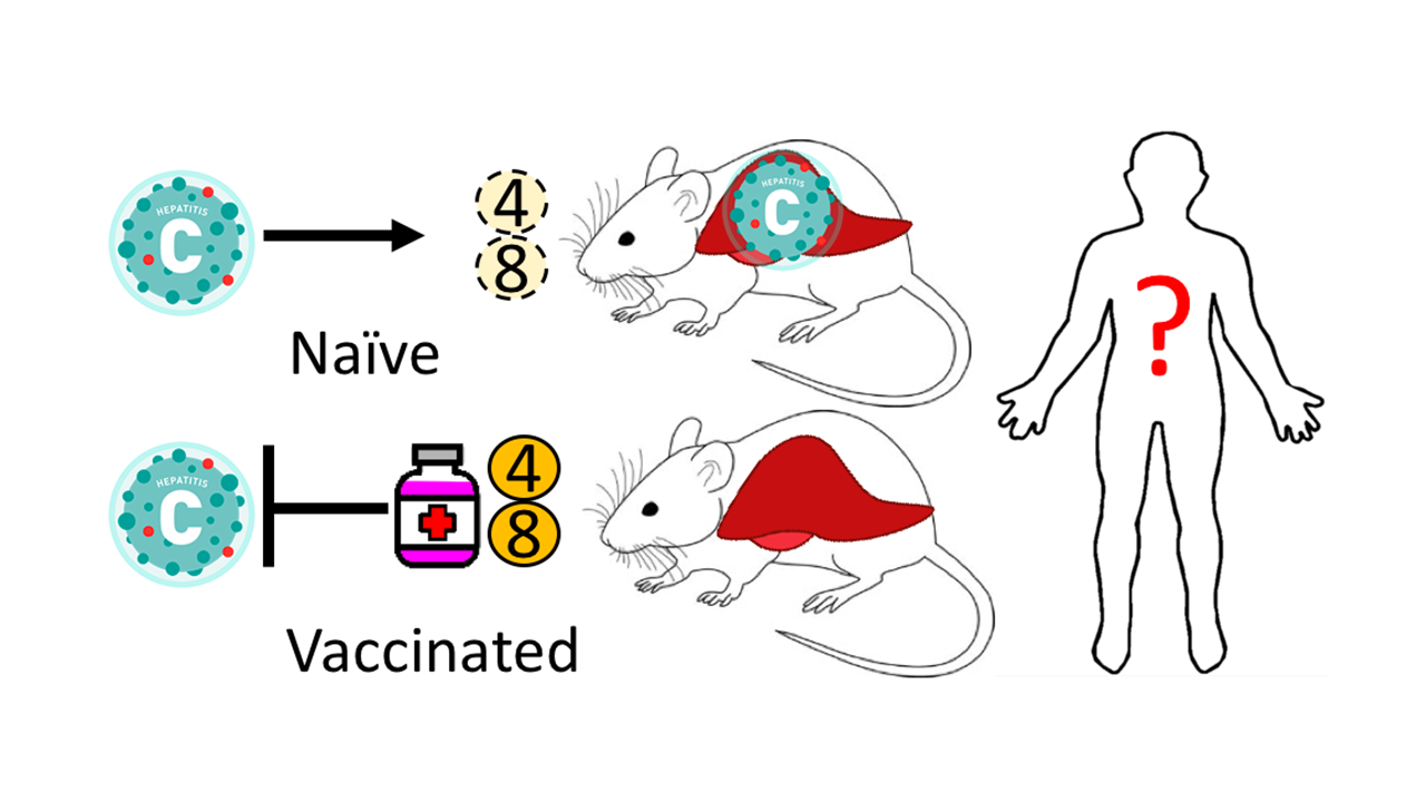 Conceptualizing an HCV vaccine: the importance of T cell immunity.