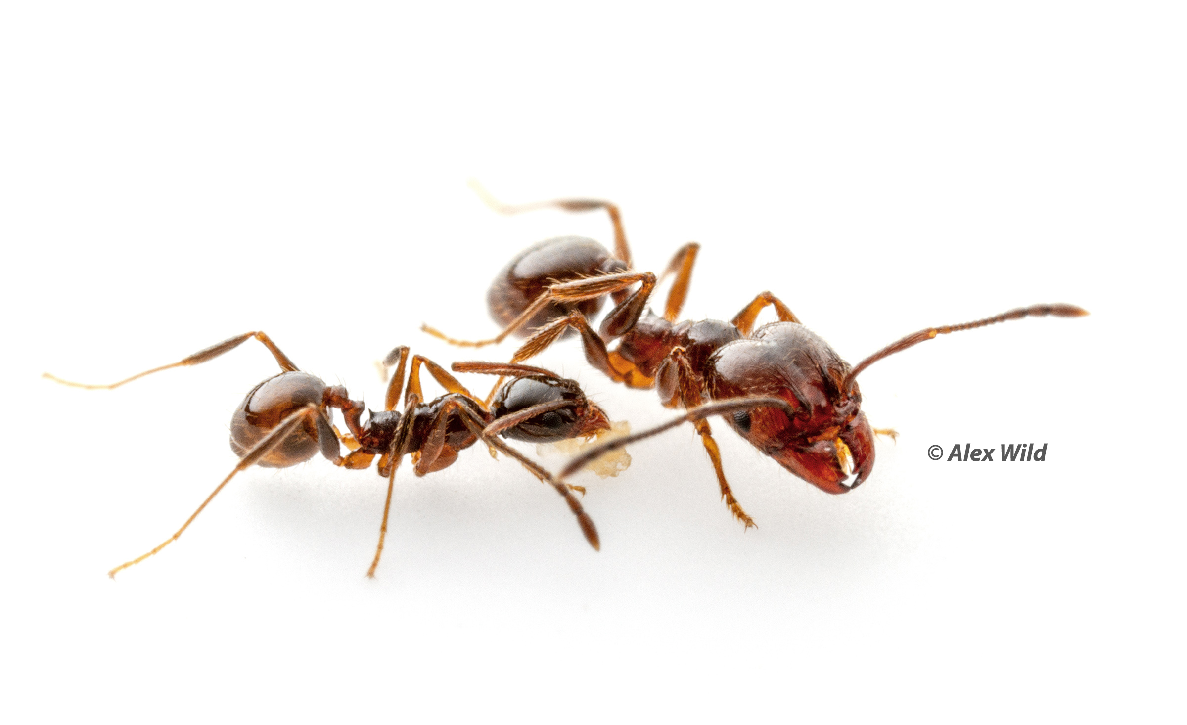 Raiders of the Lost Rudiment: ancient ‘useless’ structure makes ants huge