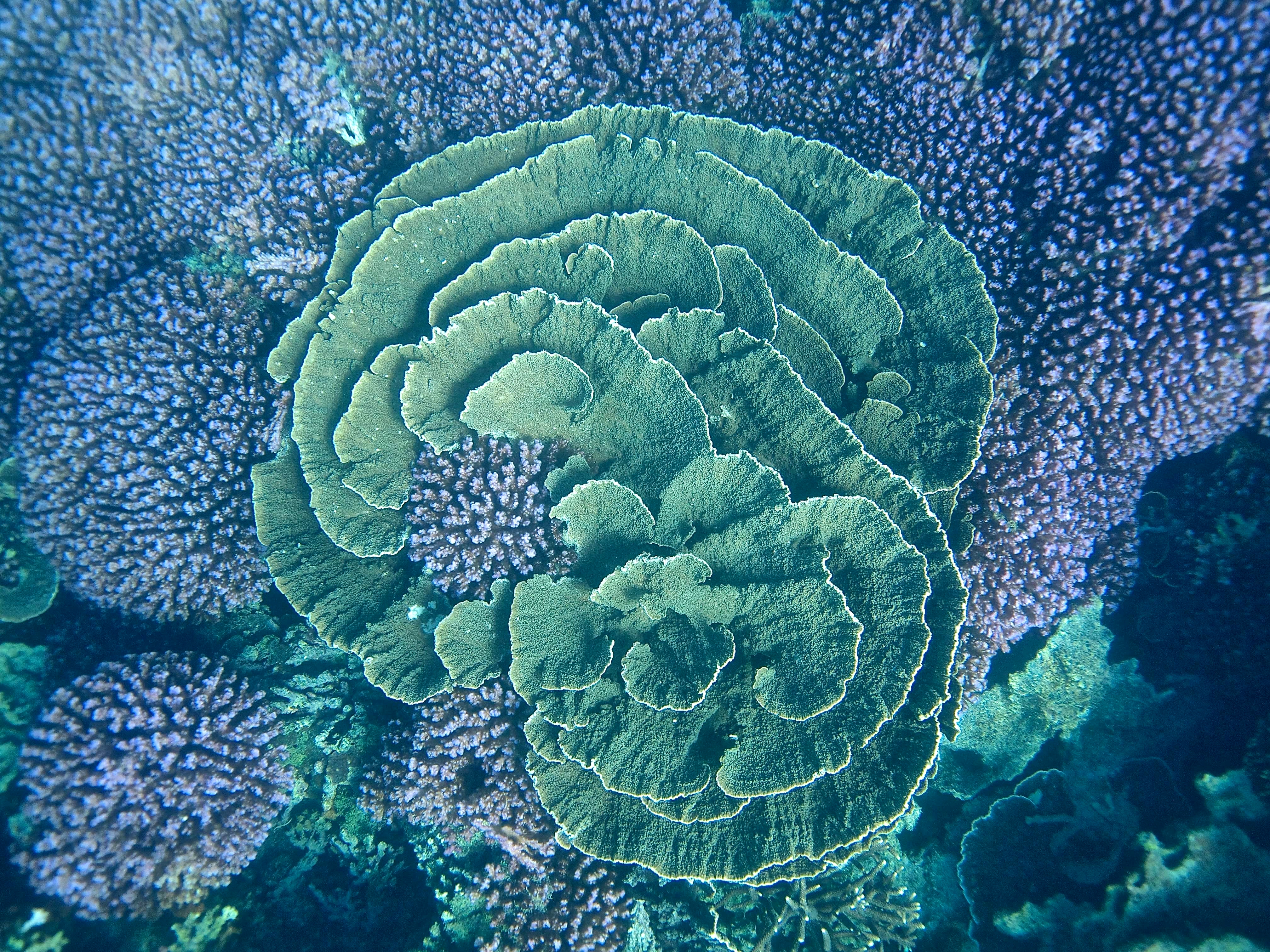 Within The Reef: A new modelling framework to understand coral dynamics and project reef futures 