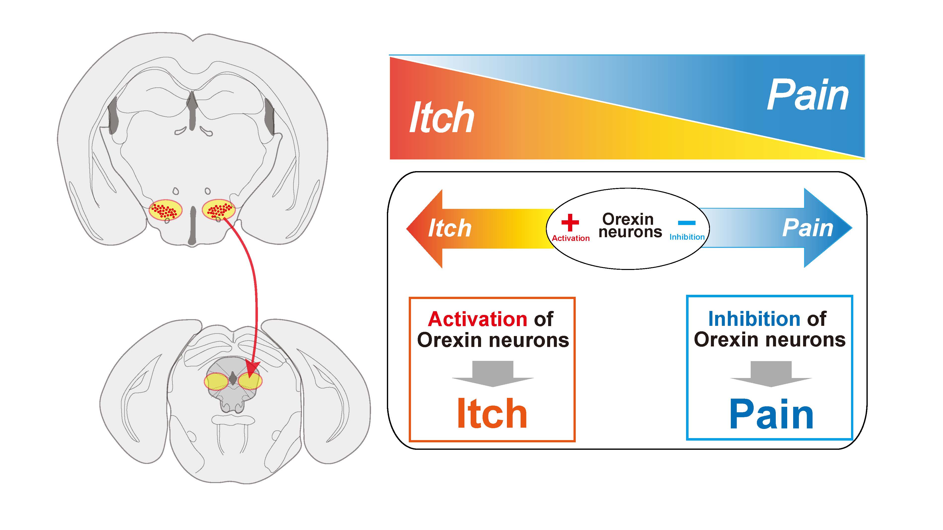 Why are itch and pain opposing sensations?