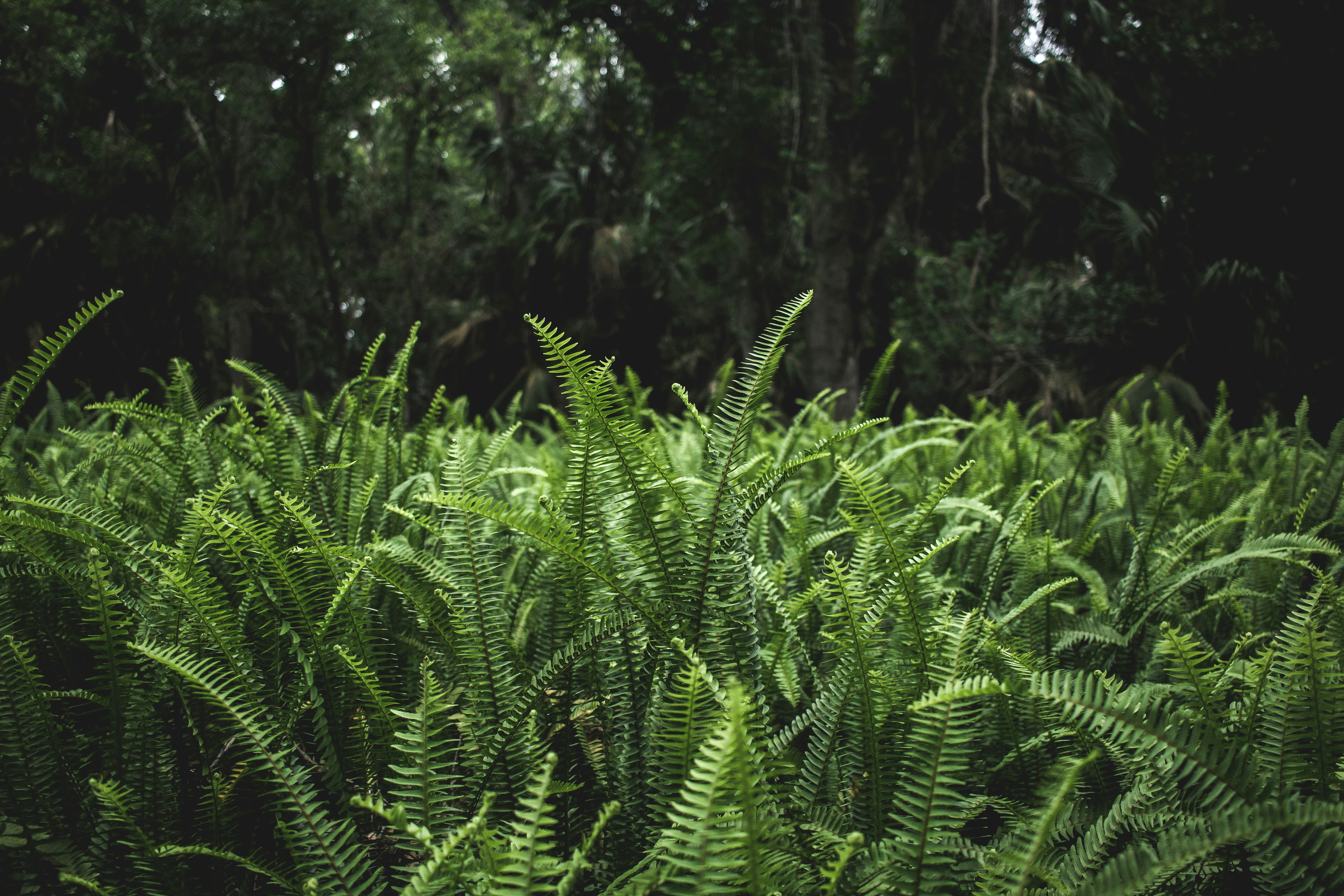Mists Farm Rewilding