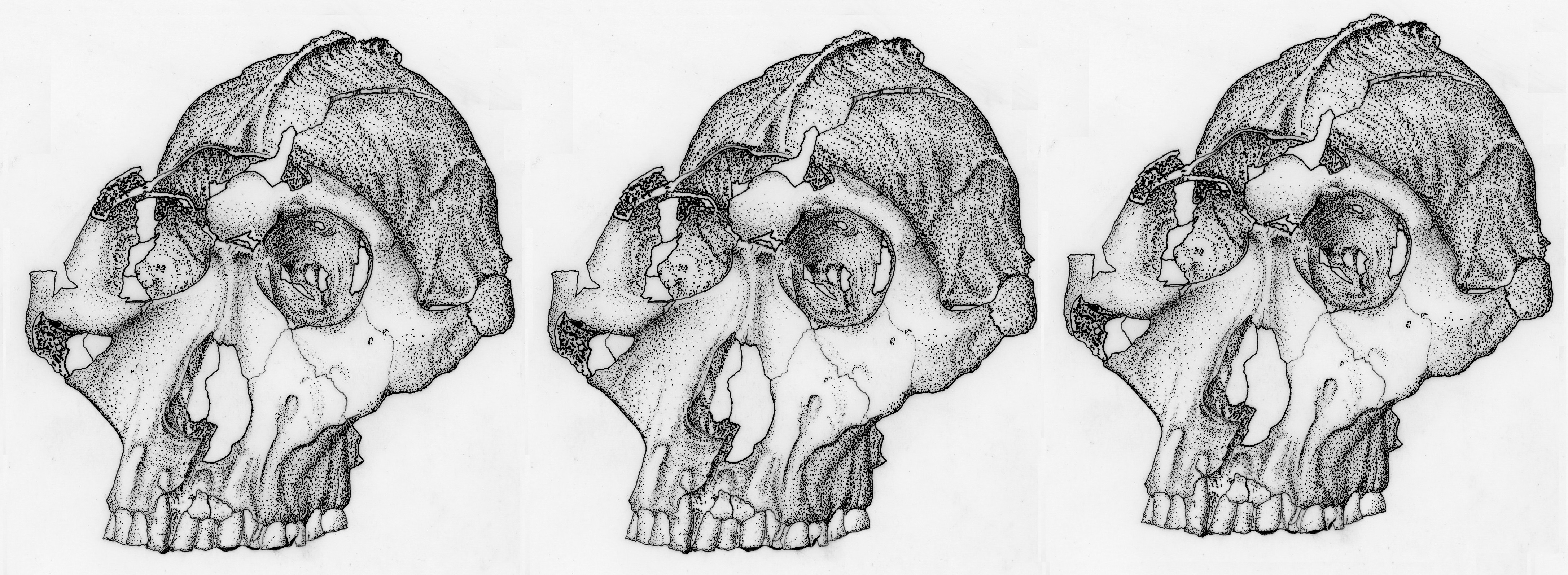 Drimolen cranium DNH 155 documents microevolution in an early hominin species 