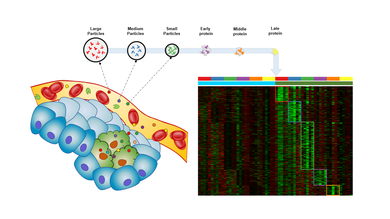Discovery of Multiple Cancer Signatures in Circulating RNA and Extracellular Vesicles