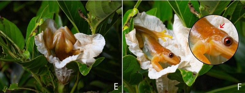 A unique tree frog that eats fruit. Does it also play the role of a bee?