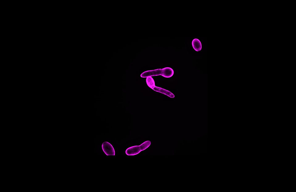 Someone in the crowd: a new role of peptide pheromones in fungal density signaling 