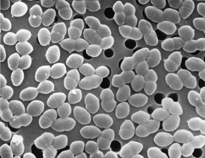 Tracking vancomycin resistant Enterococcus faecium: One genomic analysis pipeline to rule them all