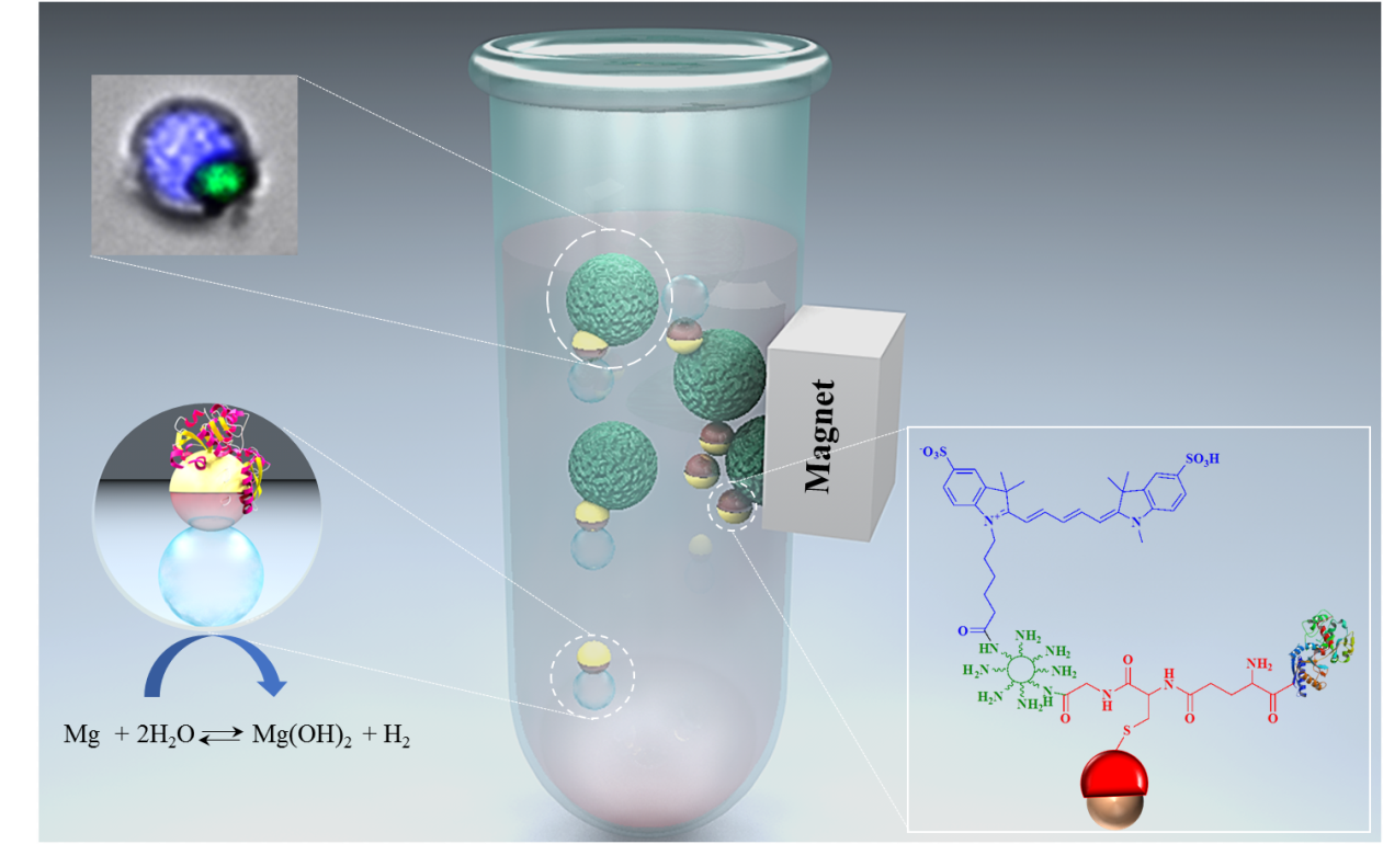 Nanorobots for Rapid Noninvasive Cancer Diagnosis