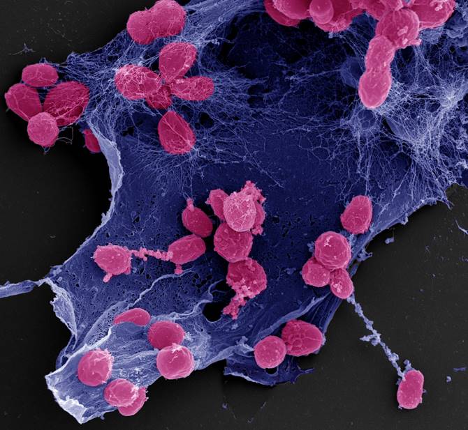 Speed does not always matter – the planctomycete Stieleria maiorica Mal15 produces chemical signaling molecules to alter the species composition in marine biofilms