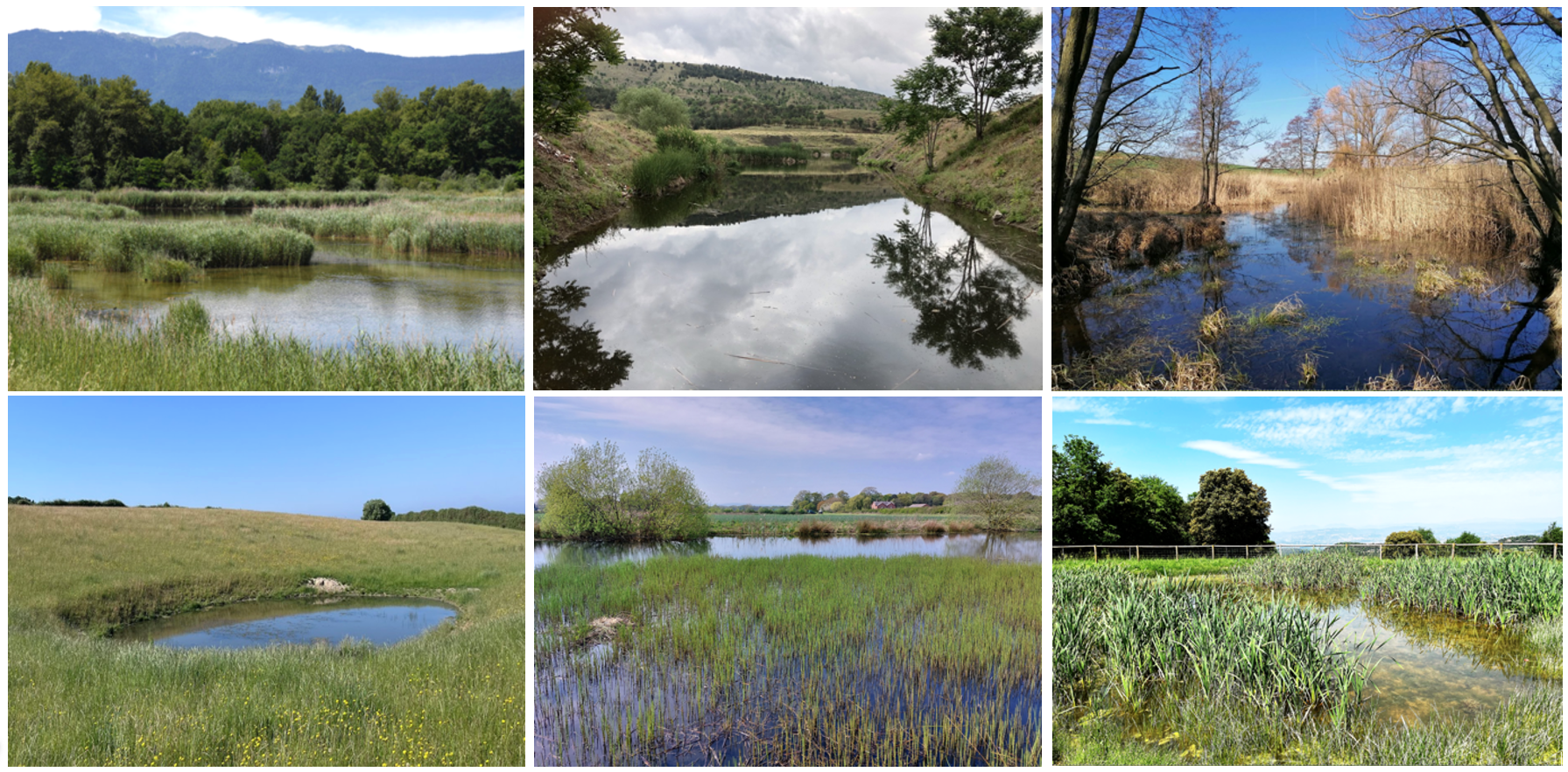 Tiny ponds, big impact: Why biodiversity matters for Europe’s freshwater future.